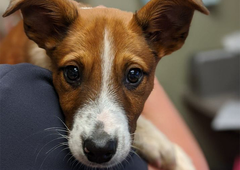 Dog Veterinary Care, Brookside
