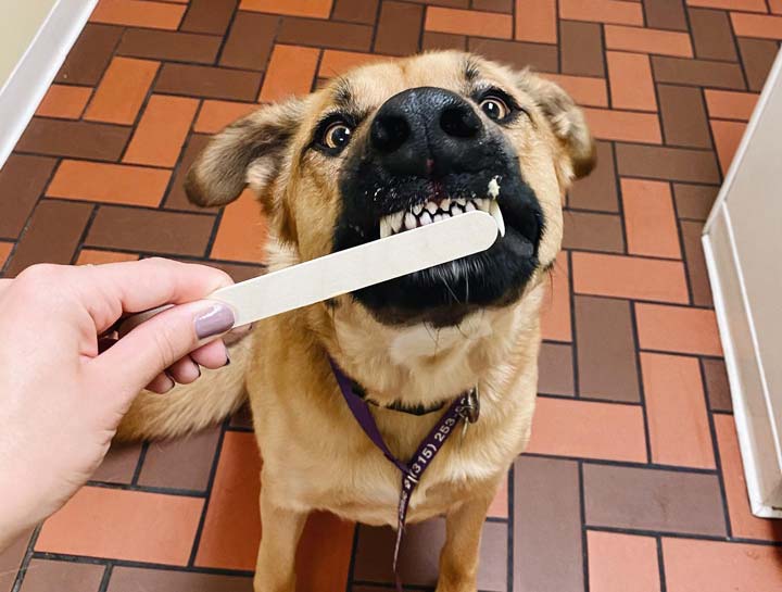 Auburn Pet Dentists
